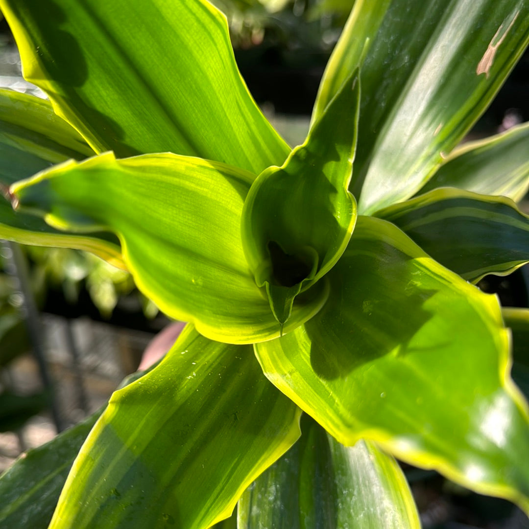 Dracaena Florida Beauty