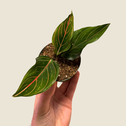 Aglaonema Red Vein