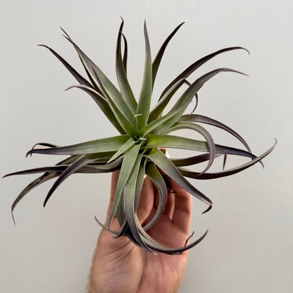 Plagiotropica Air Plant