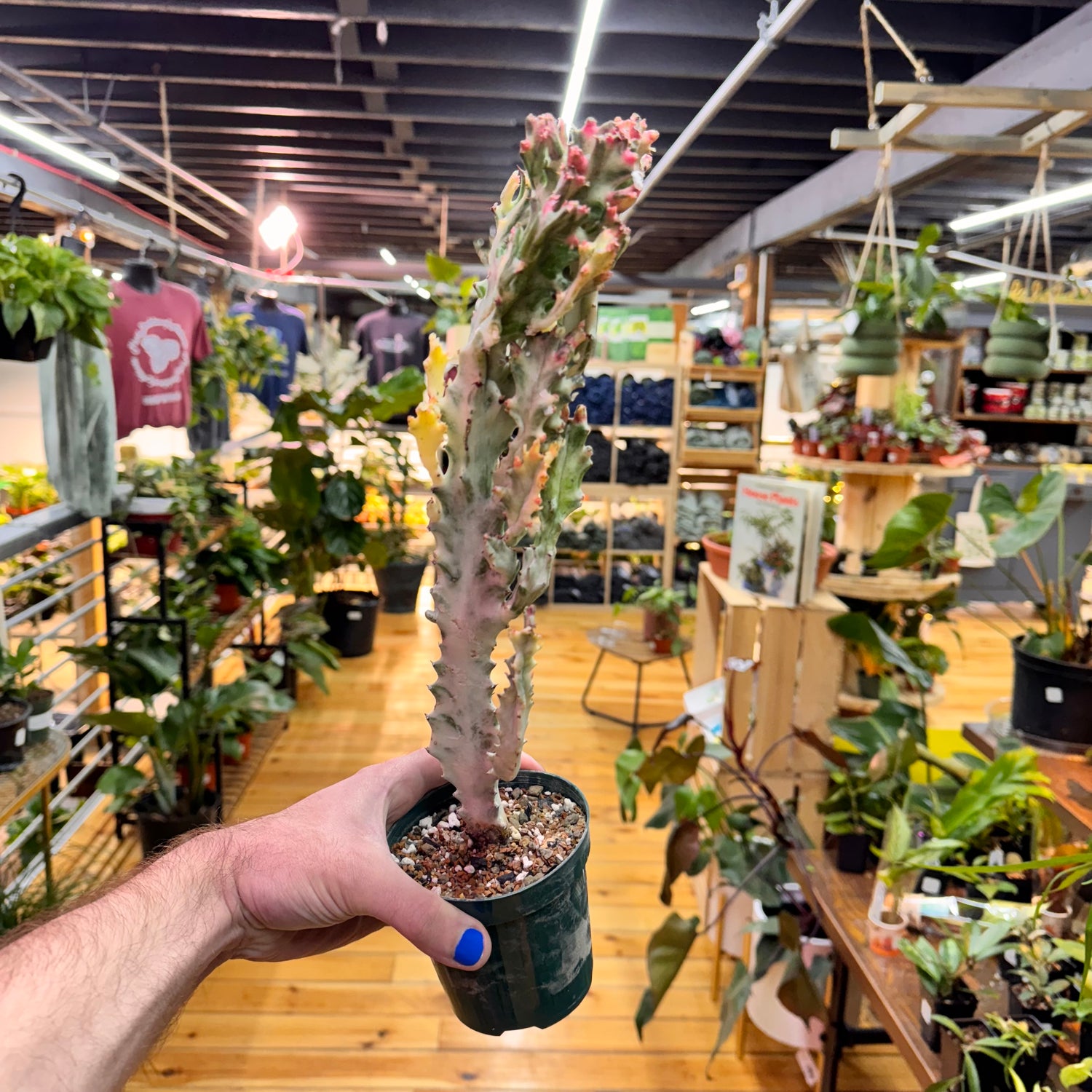 Euphorbia Lactea Ghost