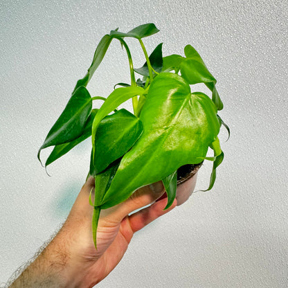 Philodendron Golden Dragon