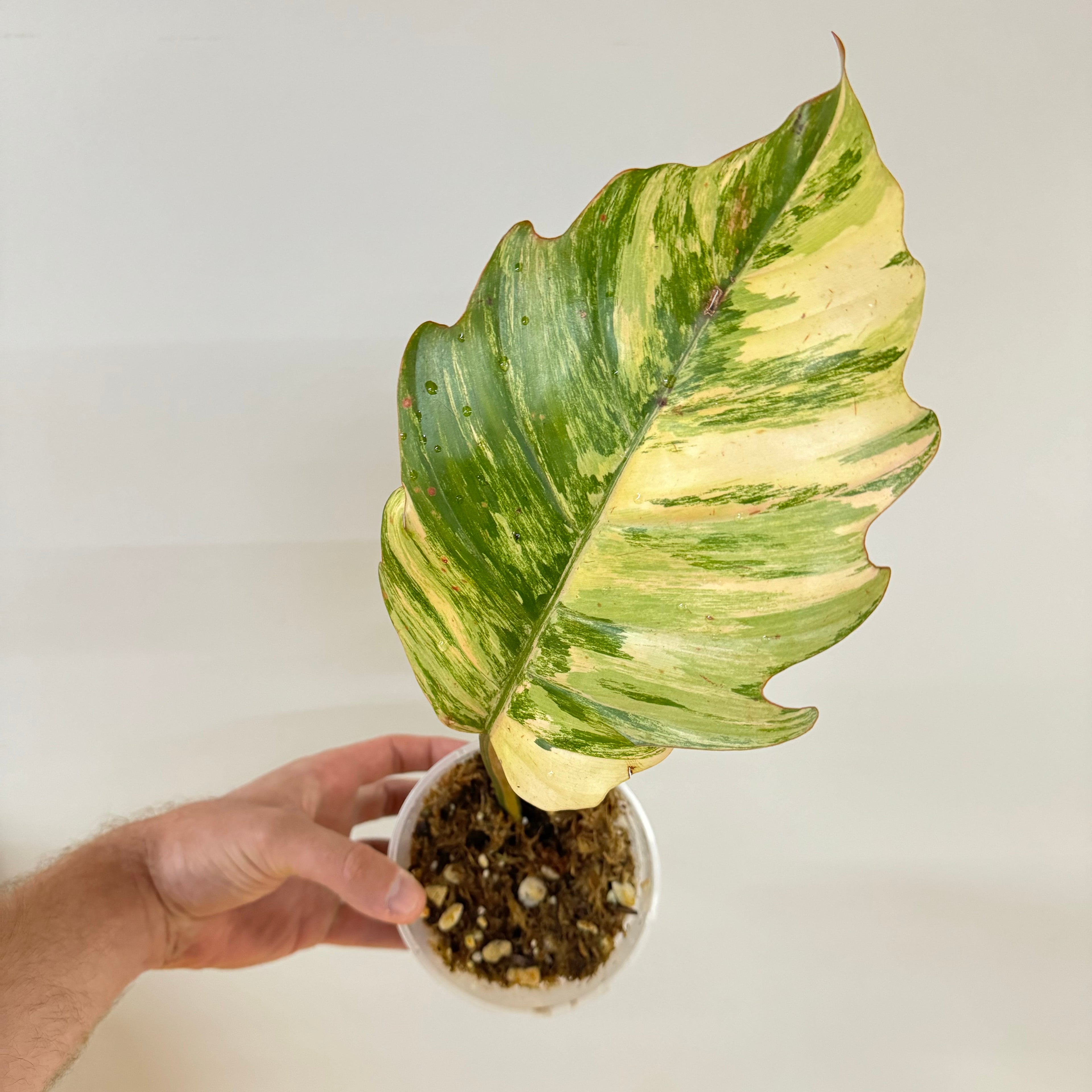 Philodendron Caramel Marble