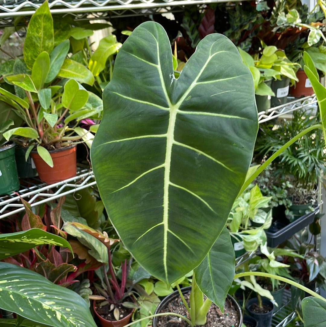 Alocasia Frydek