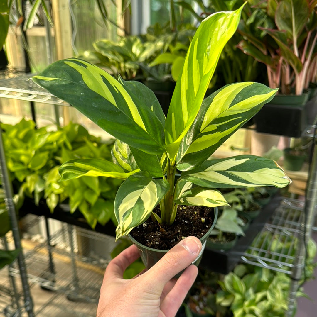 Calathea Pilosa