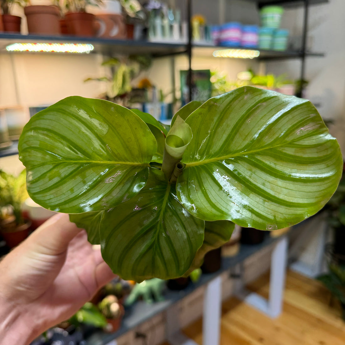 Calathea Orbifolia