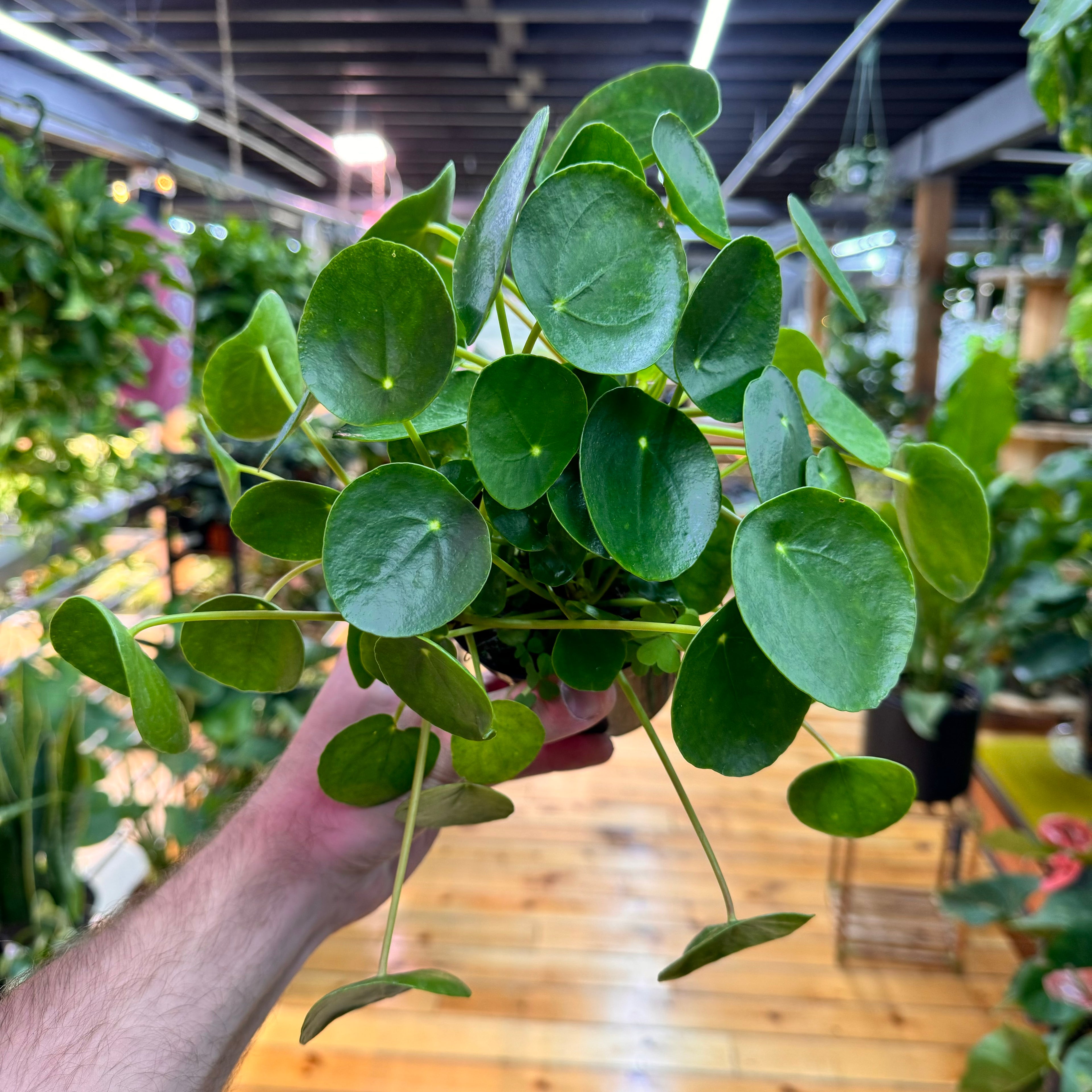 Pilea Peperomioides