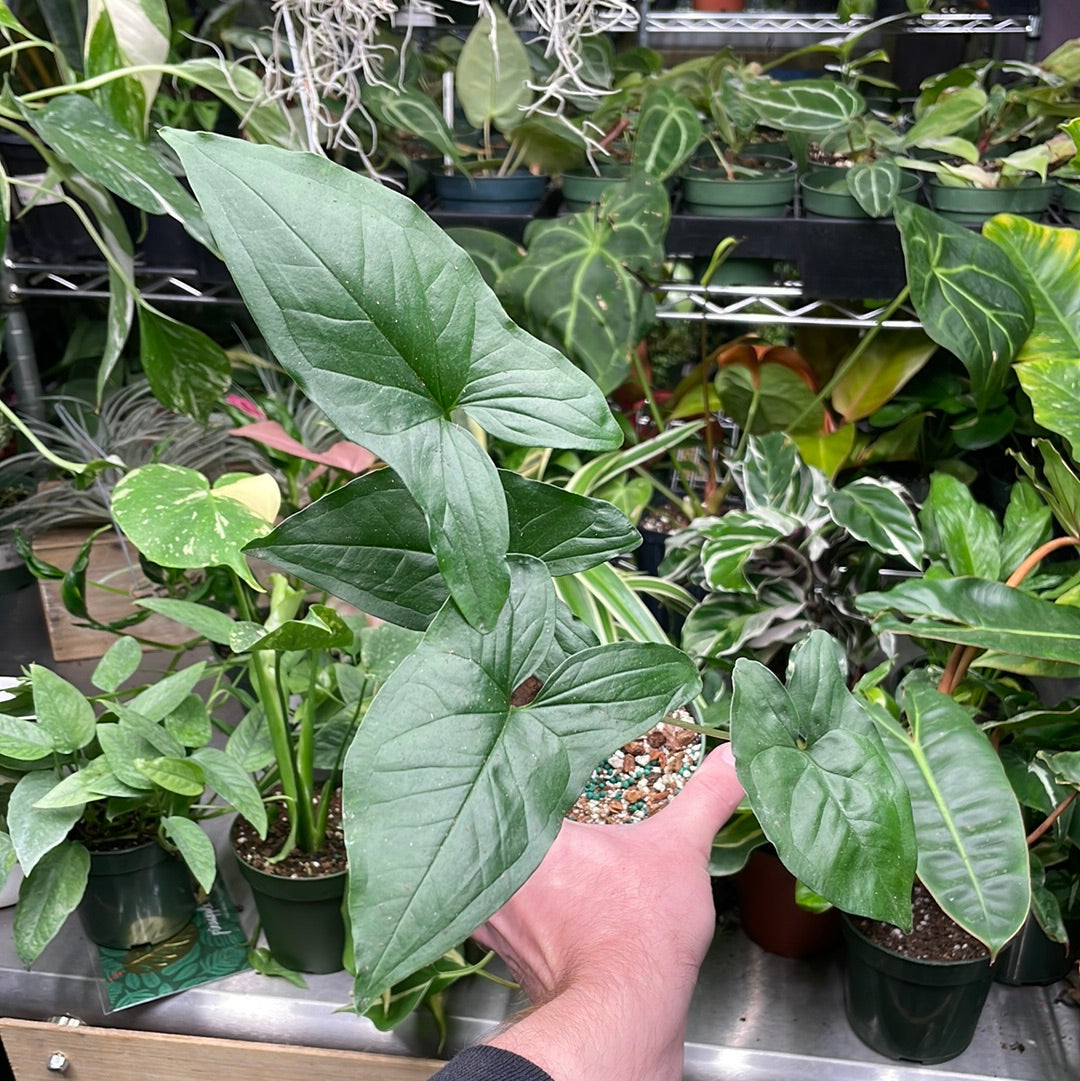 Syngonium Aurea