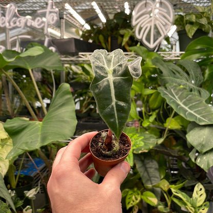 Alocasia Polly