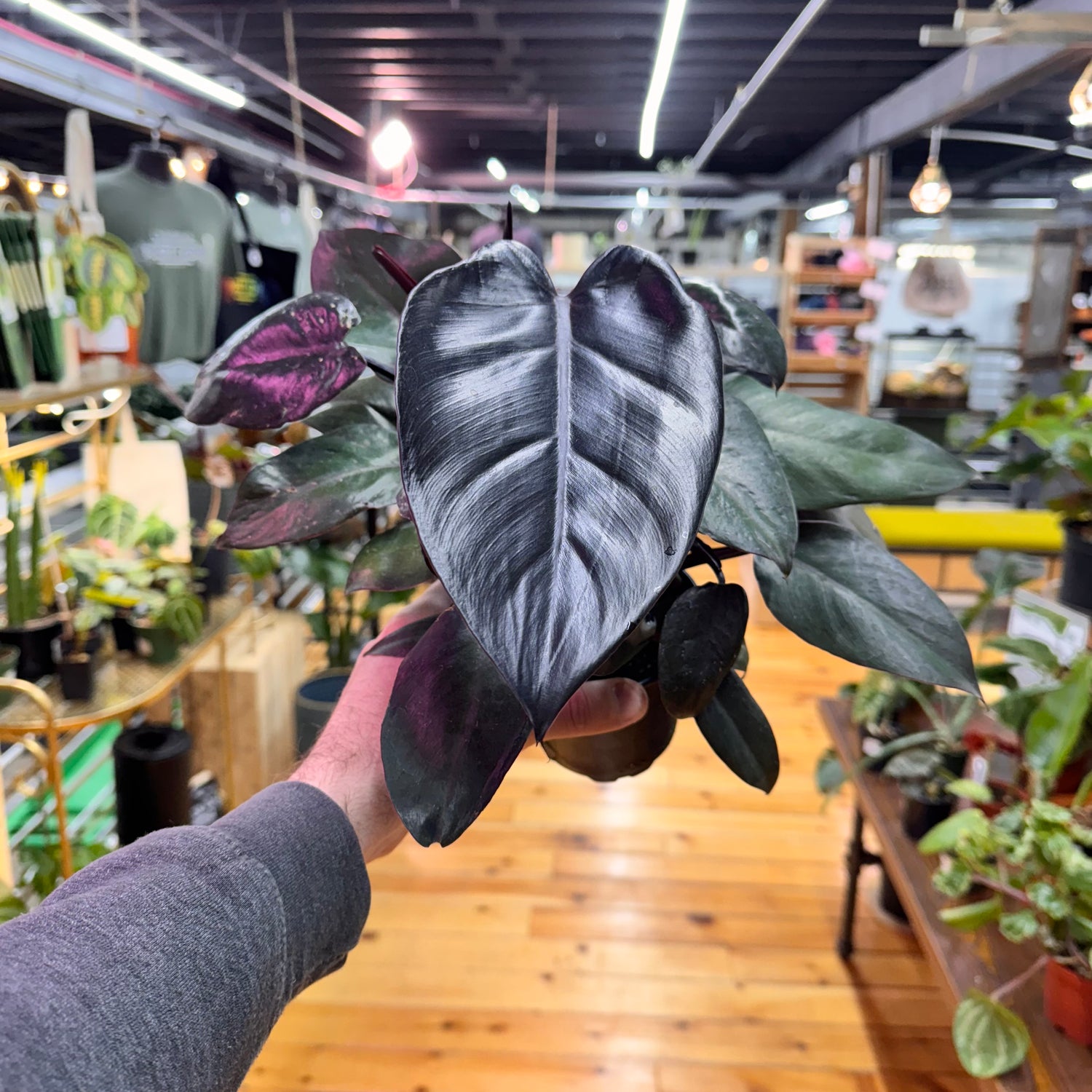 Philodendron Black Cardinal