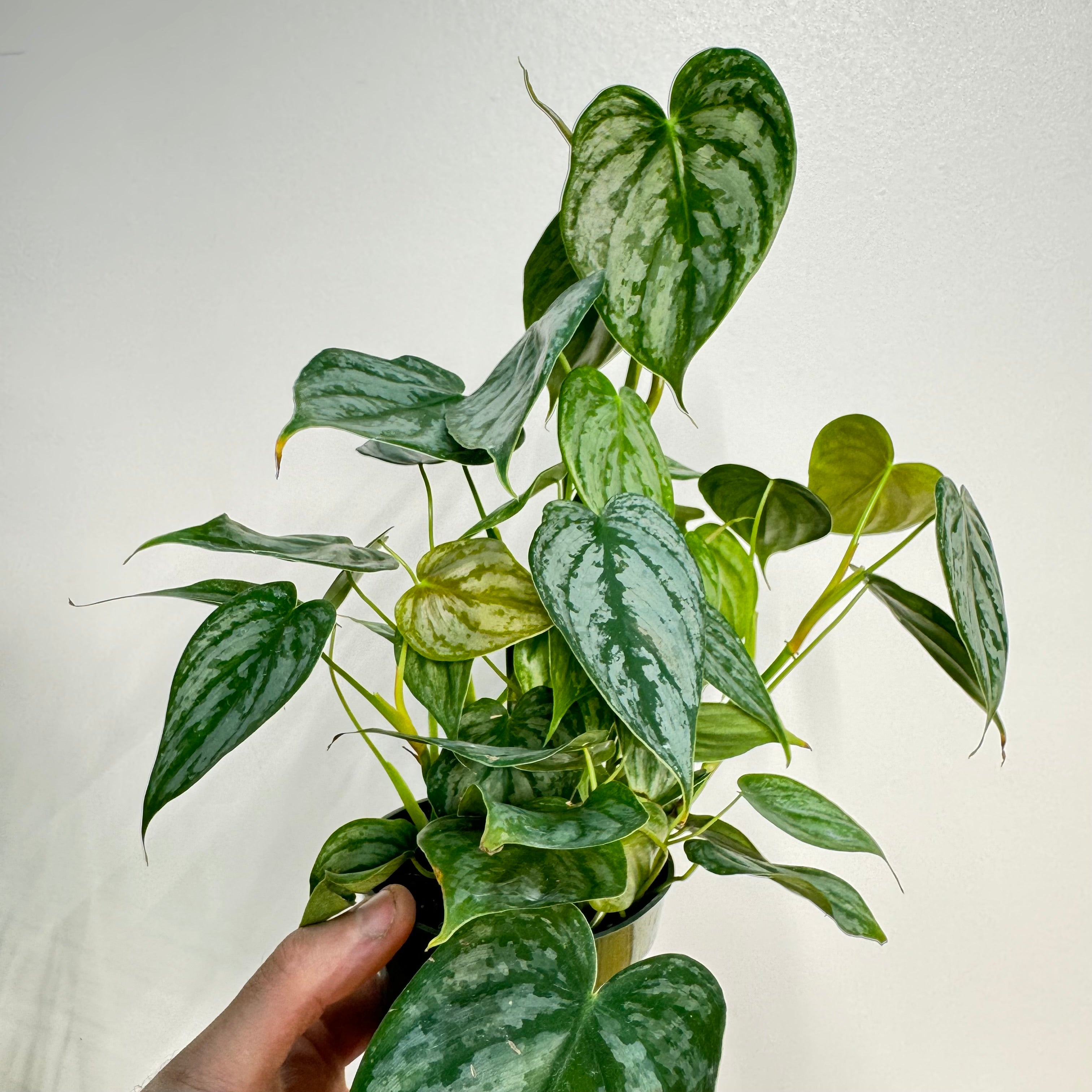 Philodendron Branditianum