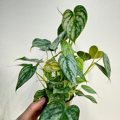 Philodendron Branditianum