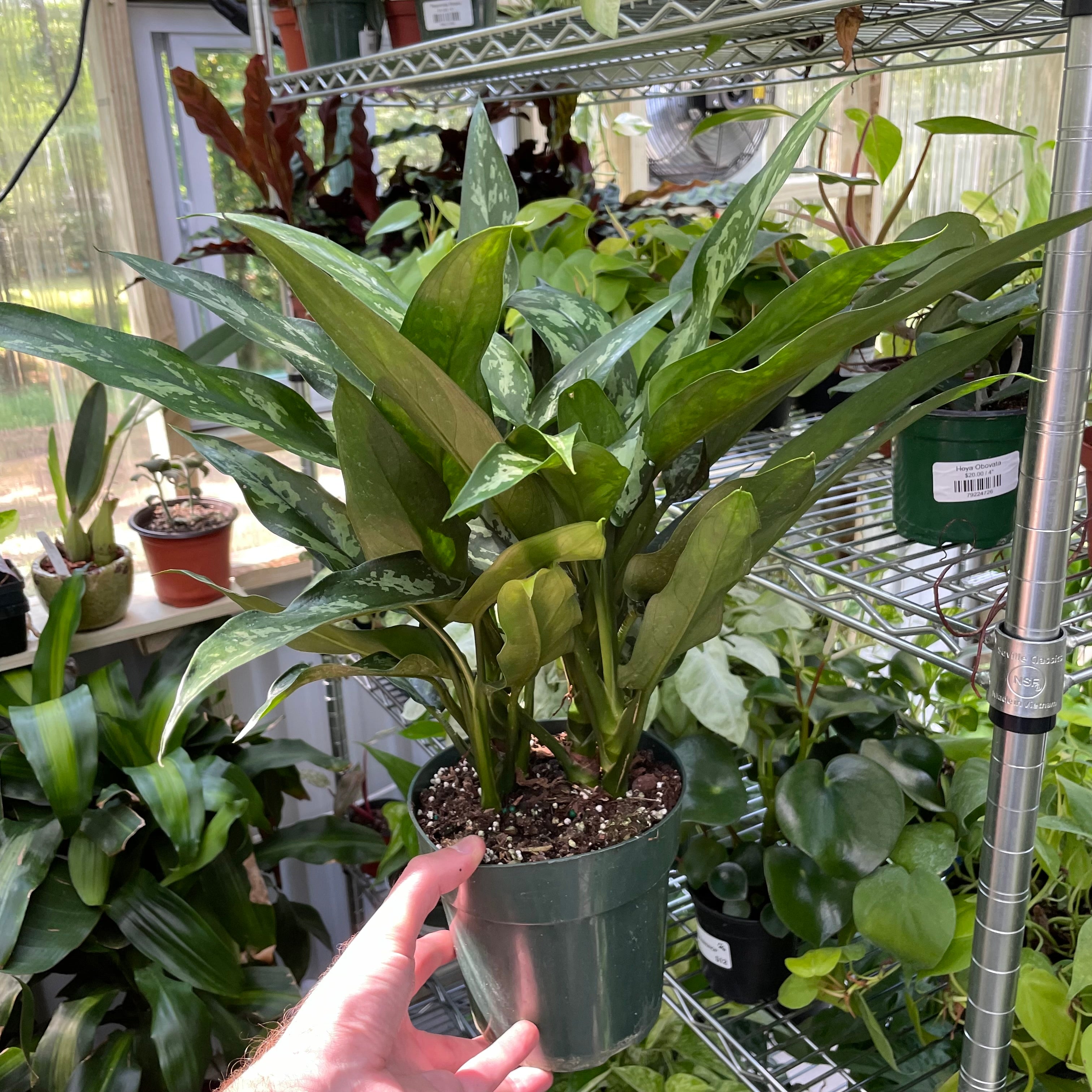 Aglaonema Maria