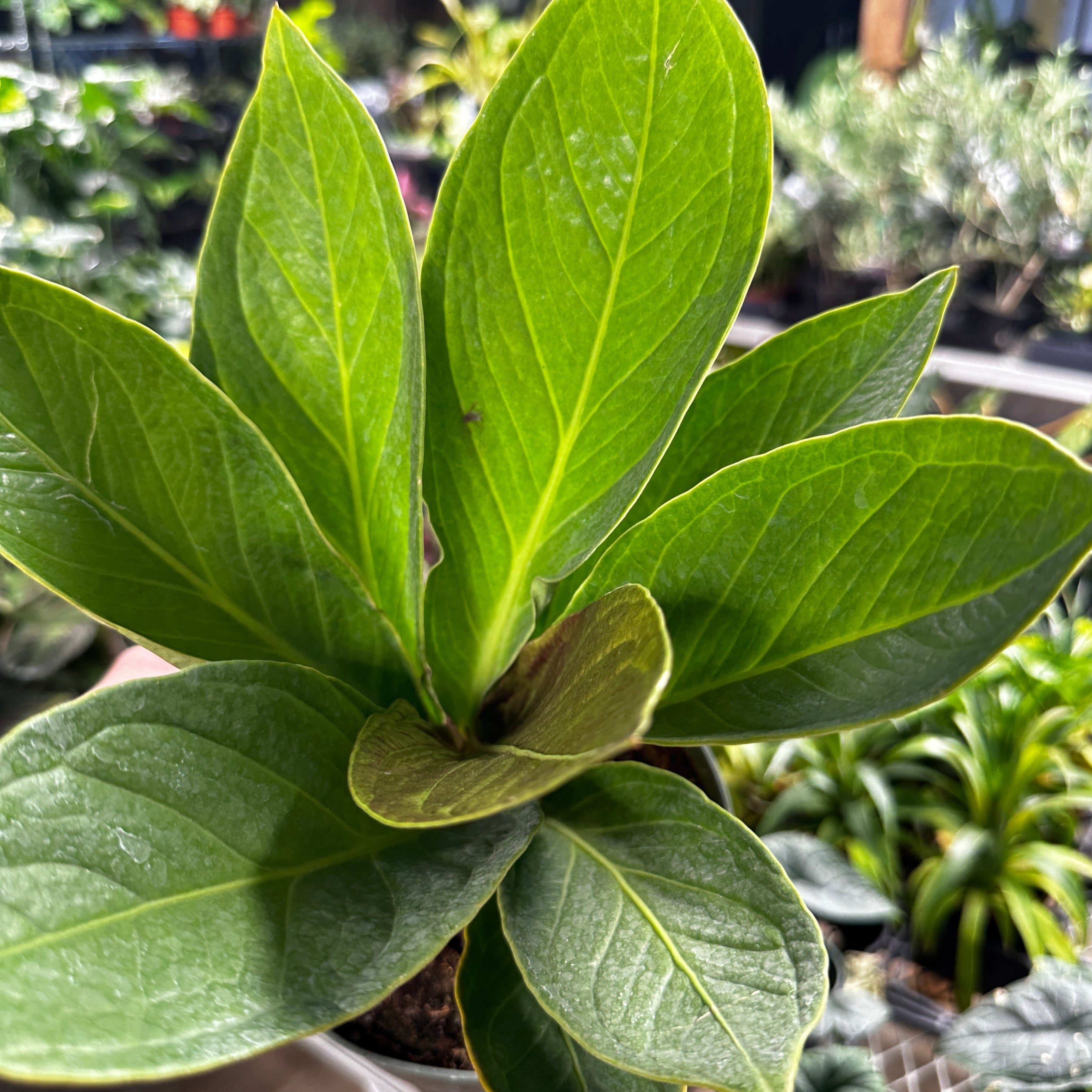 Anthurium Cobra