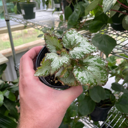 Begonia Rex