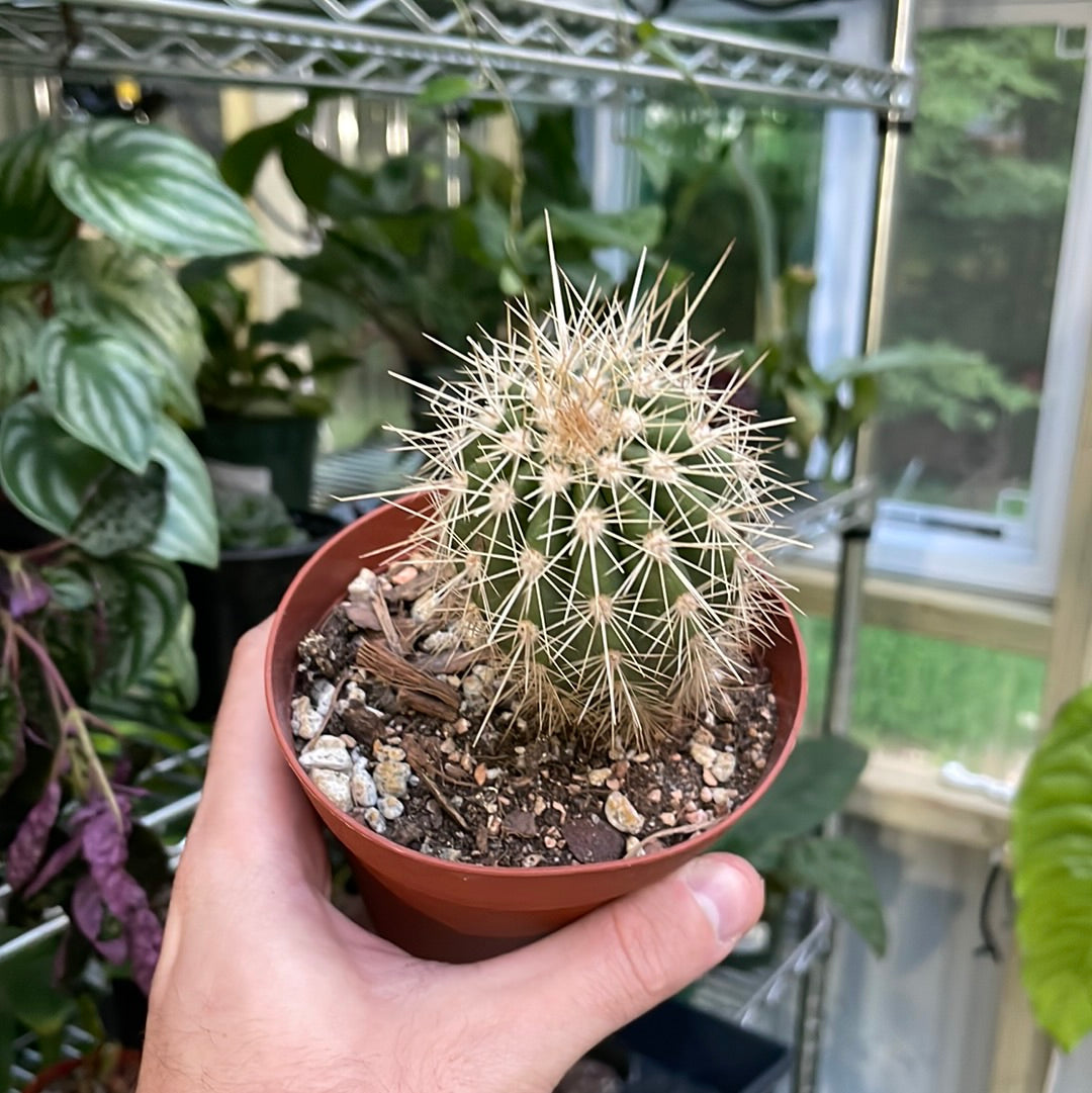 Mammillaria Carnea