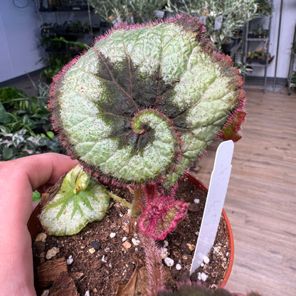 Begonia Rex Escargot