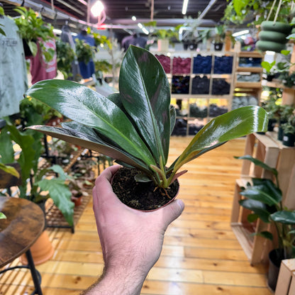 Philodendron Linnae Kunth