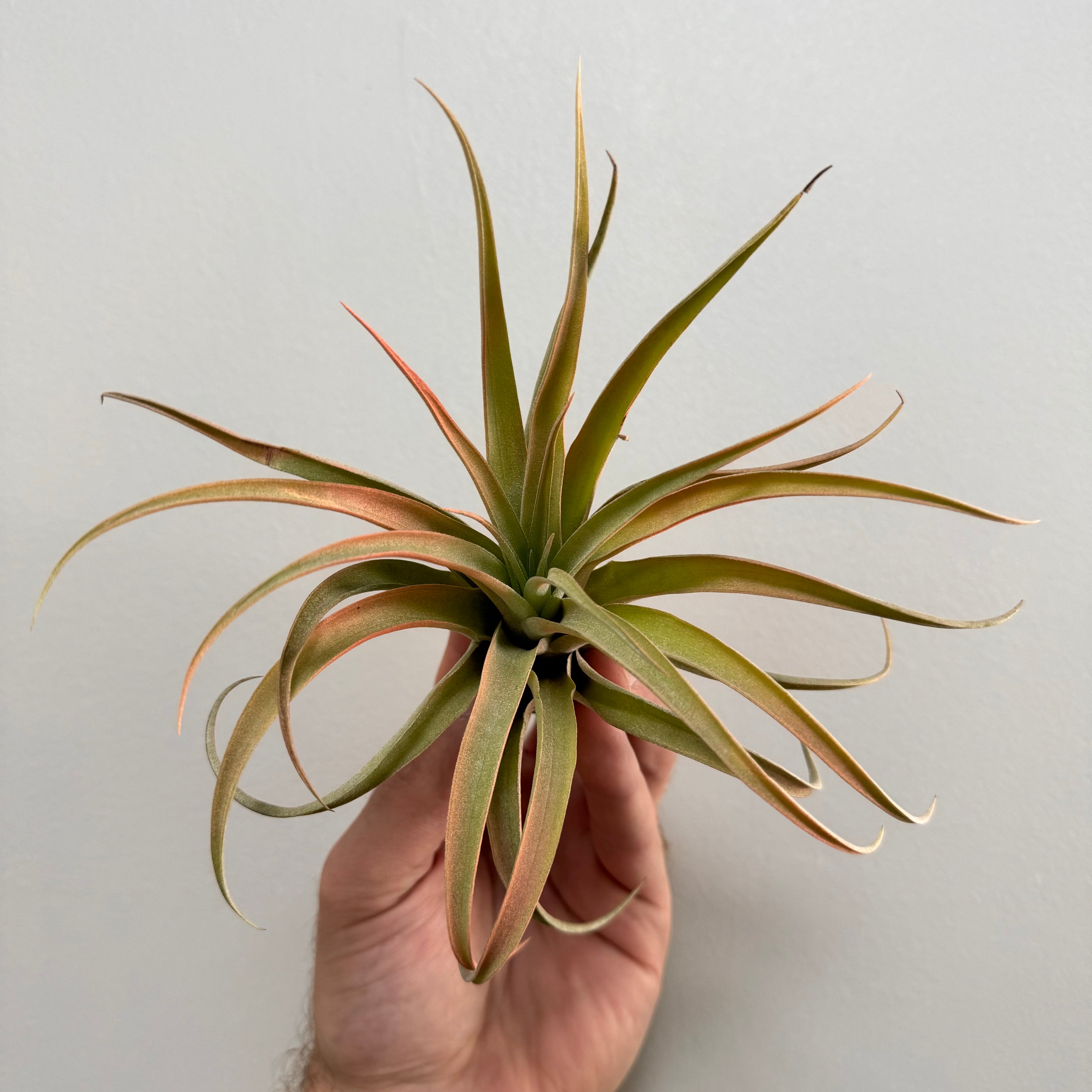 Capitata Peach Air Plant