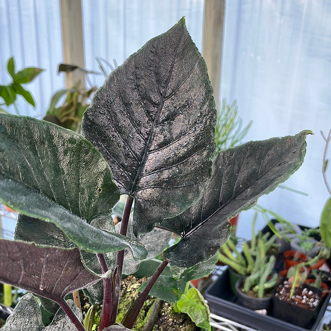 Alocasia Chienlii Antoro Velvet