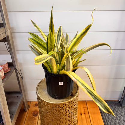 Sansevieria Aubrytiana