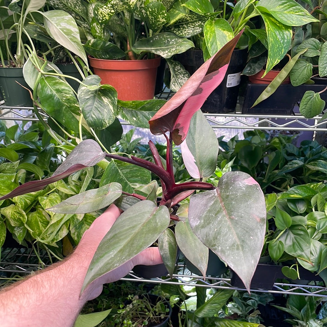 Philodendron Pink Princess