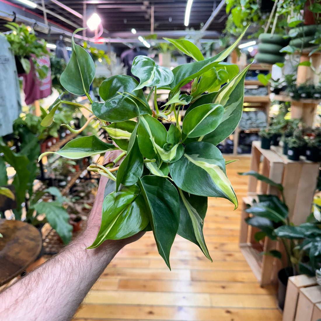 Philodendron Rio