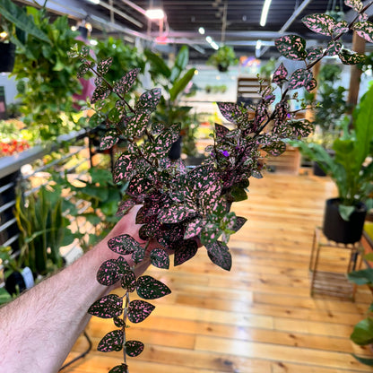 Hypoestes Polka Dot