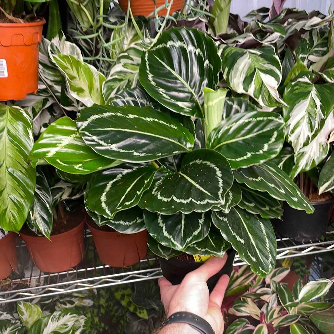 Calathea Green Goddess