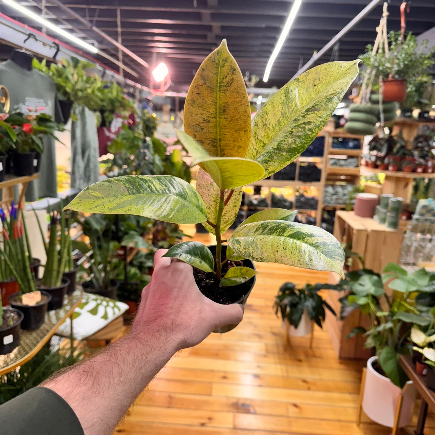 Ficus Shivereana Moonshine