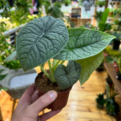 Alocasia Melo