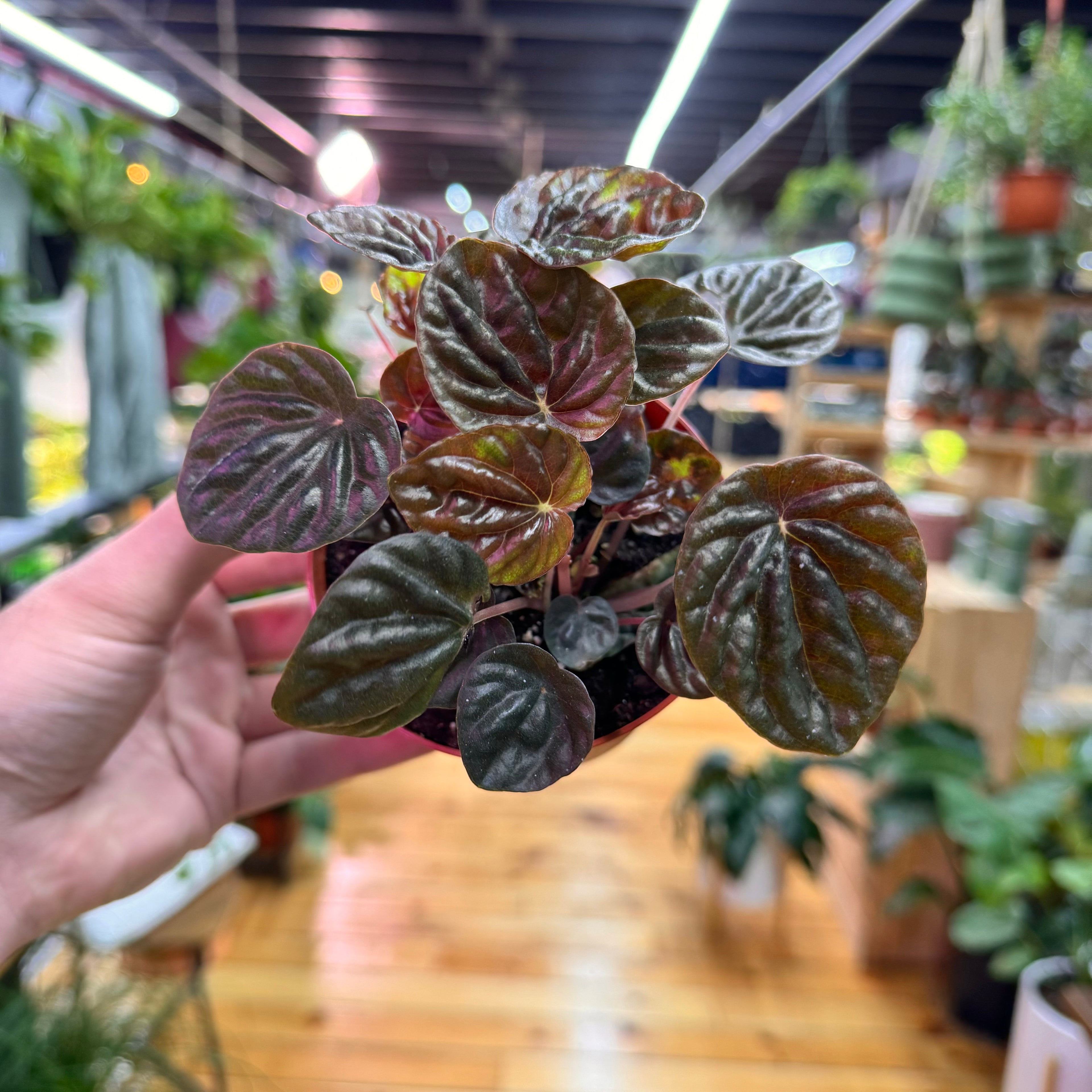 Peperomia Chocolate