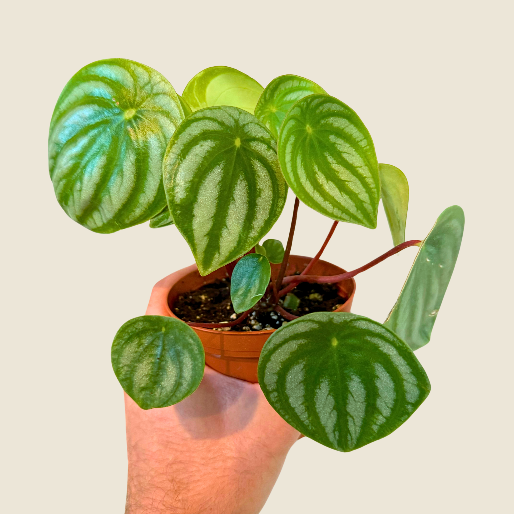 Peperomia Watermelon