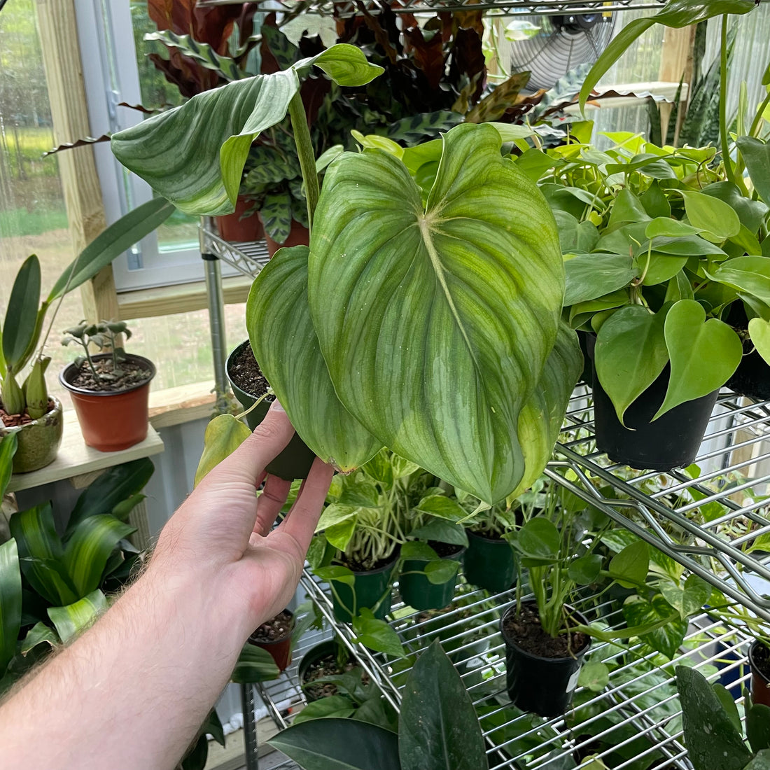 Philodendron Plowmanii