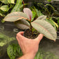 Ficus Ruby Pink