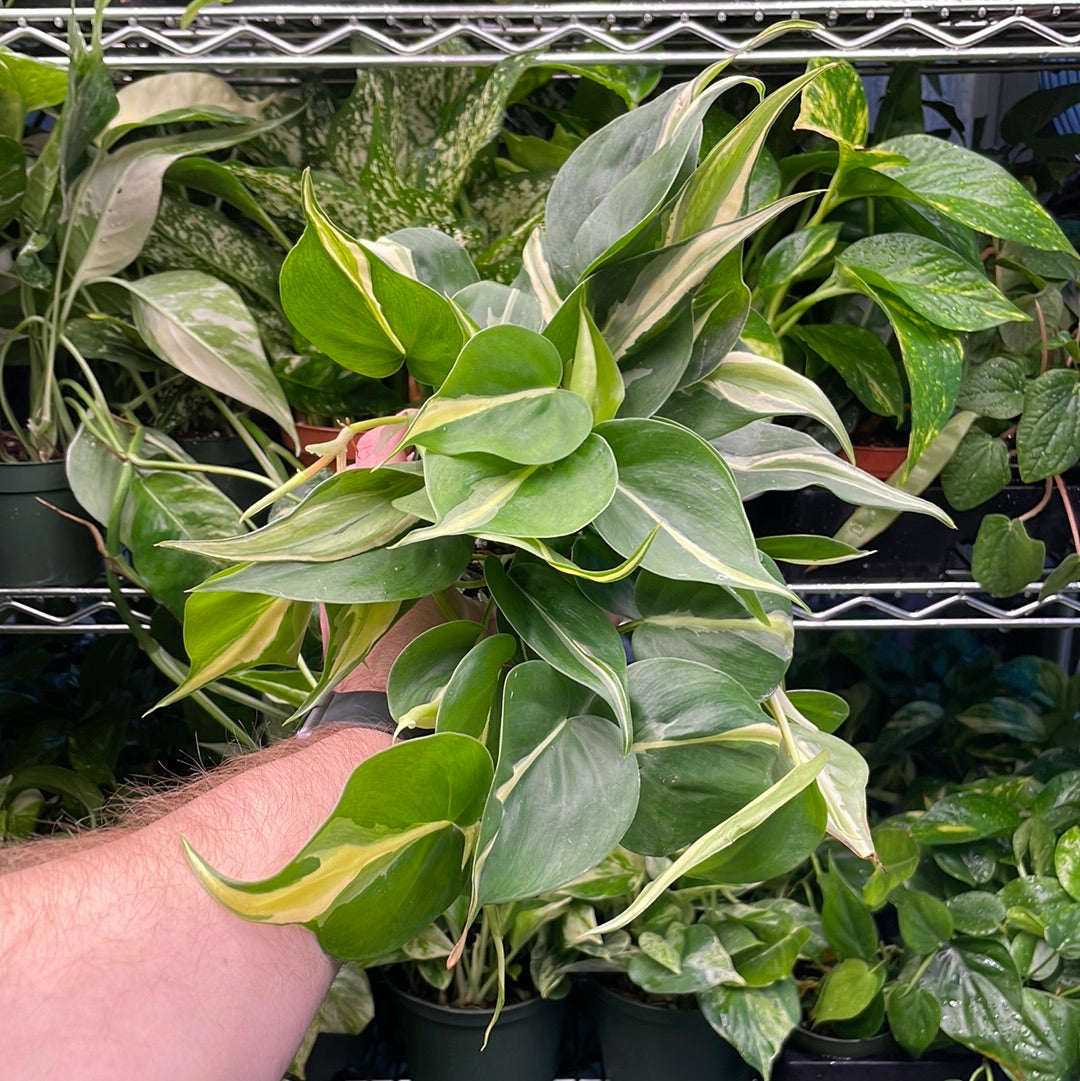 Philodendron Silver Stripe