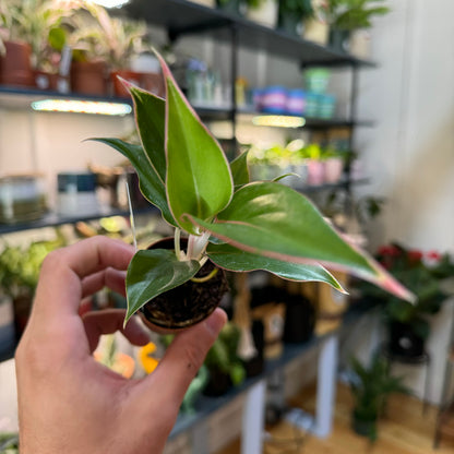 Aglaonema Sappire