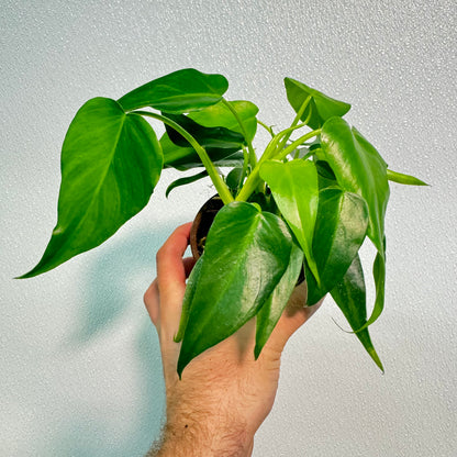 Philodendron Golden Dragon