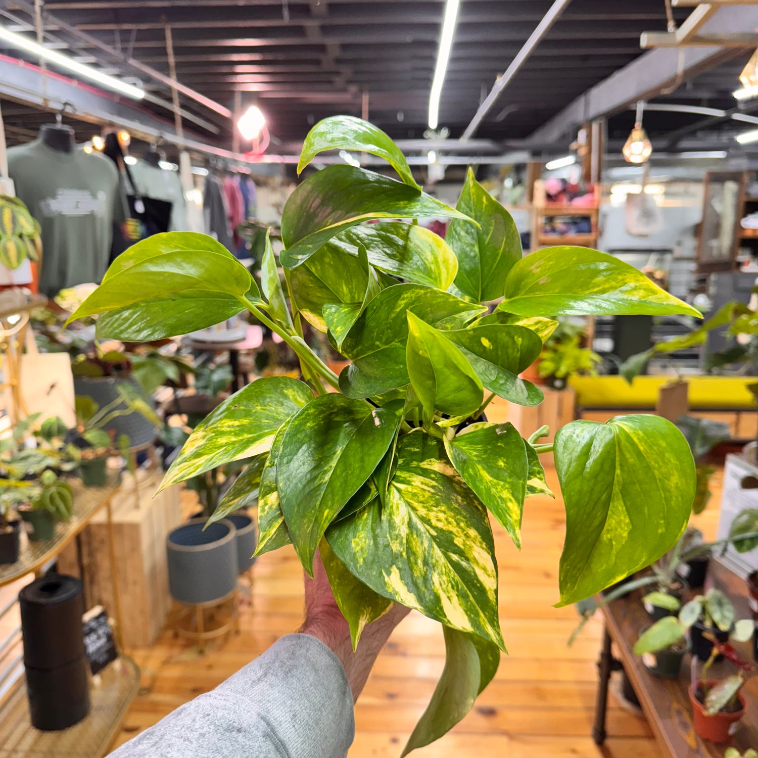 Pothos Golden