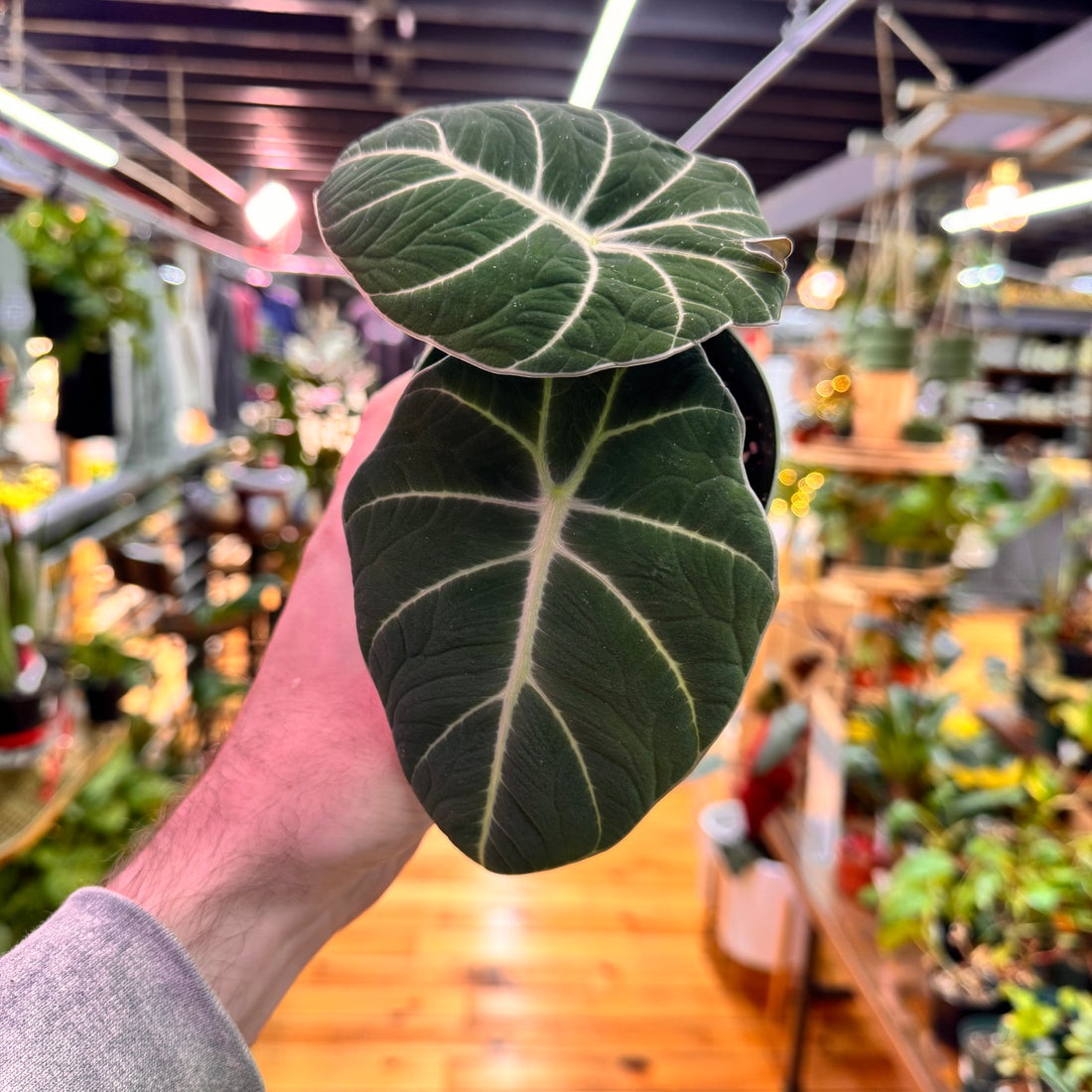 Alocasia Black Velvet