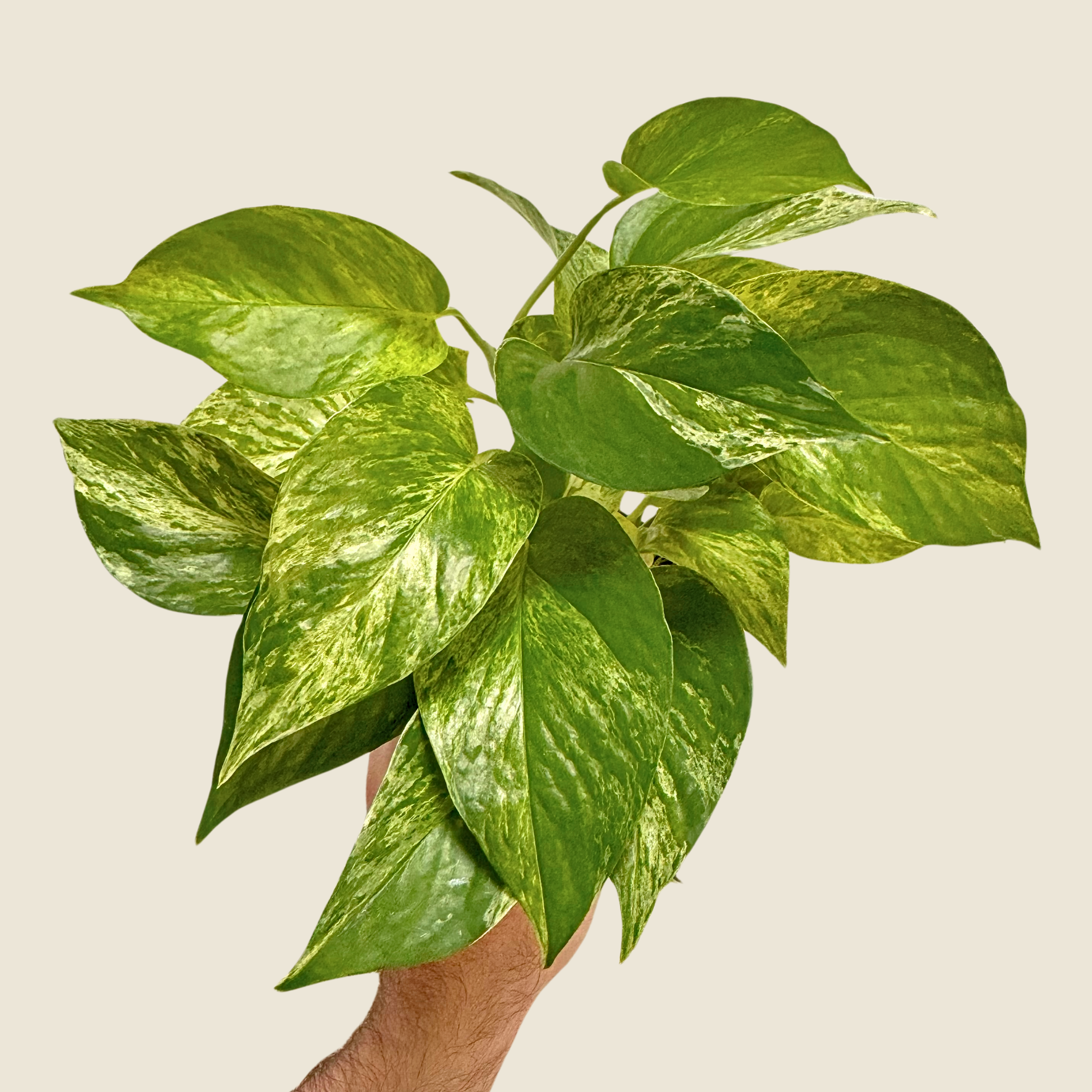 Pothos Marble Queen