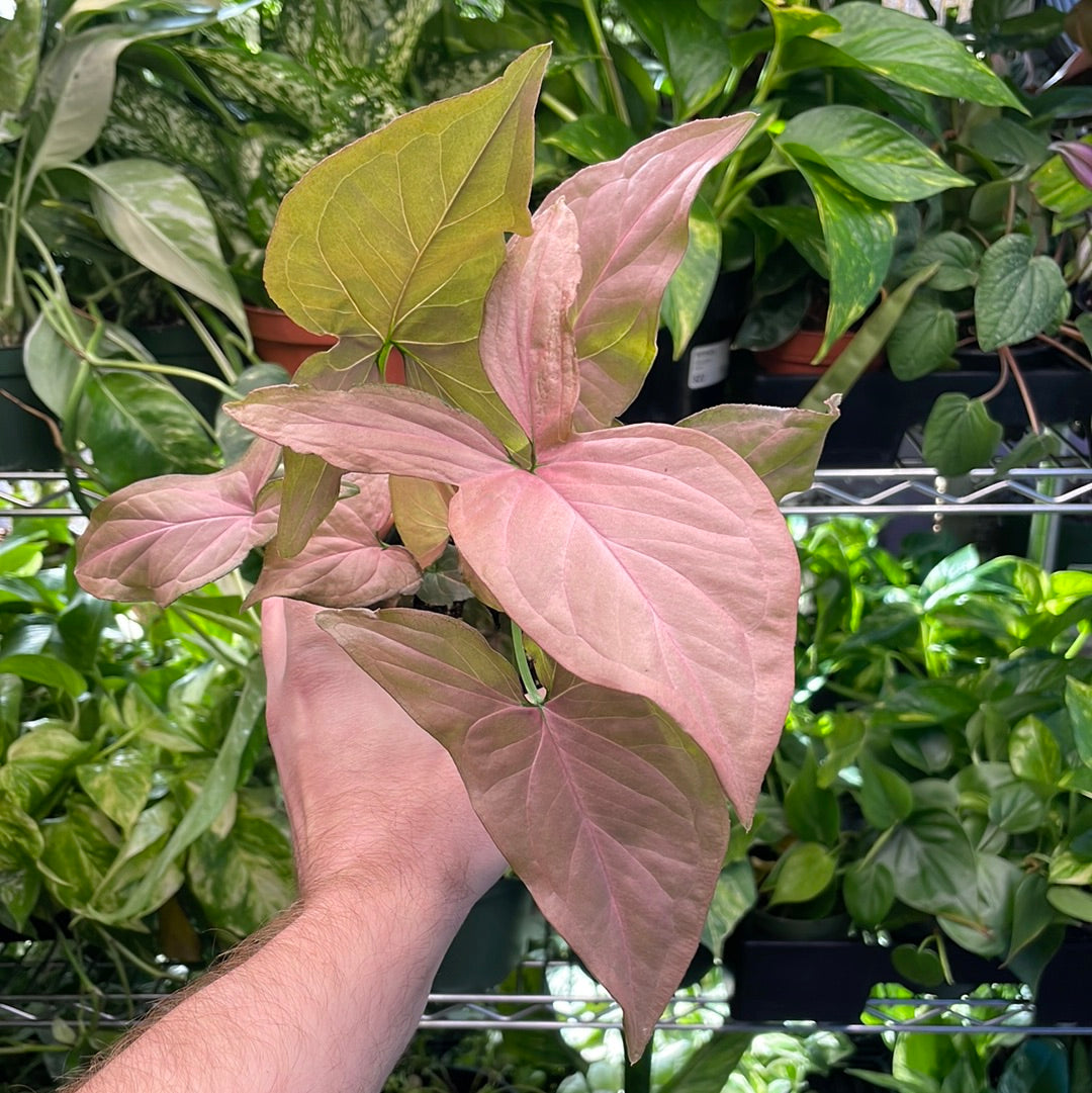 Syngonium Pink Perfection