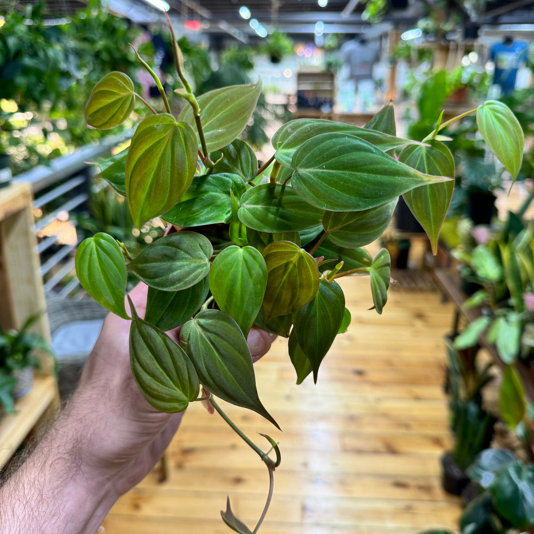 Philodendron Micans