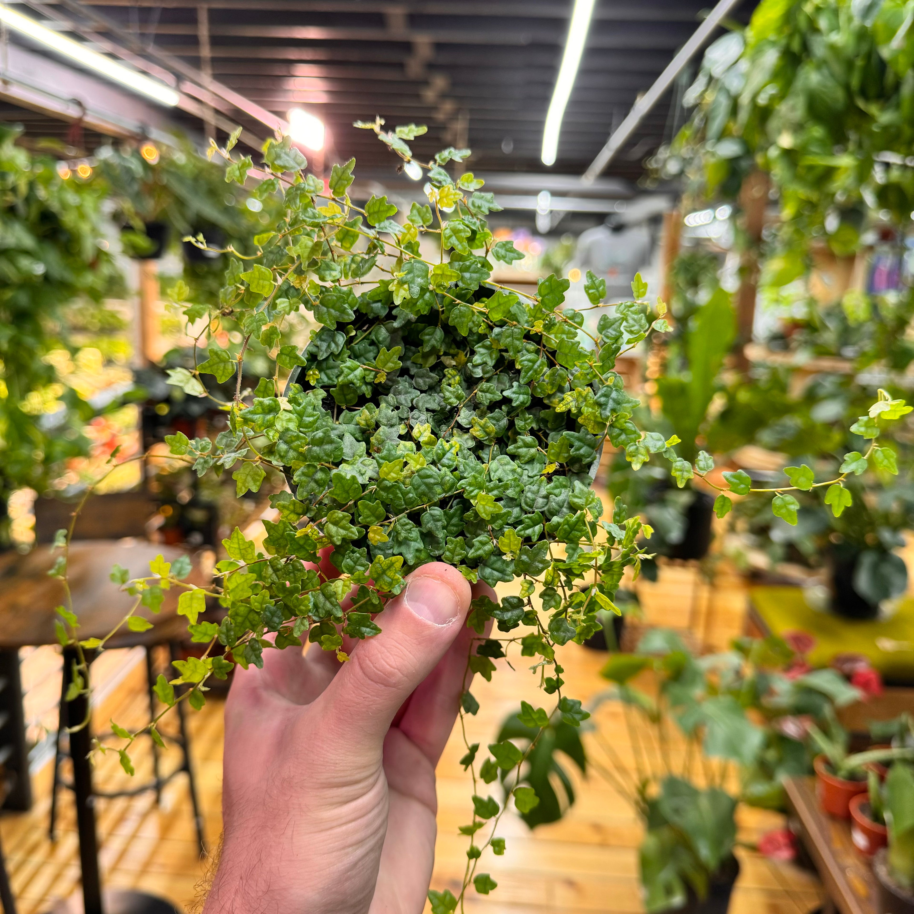 String of Frogs Live Plant