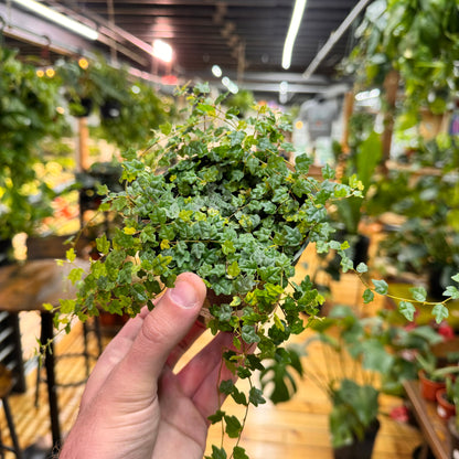 String of Frogs Live Plant