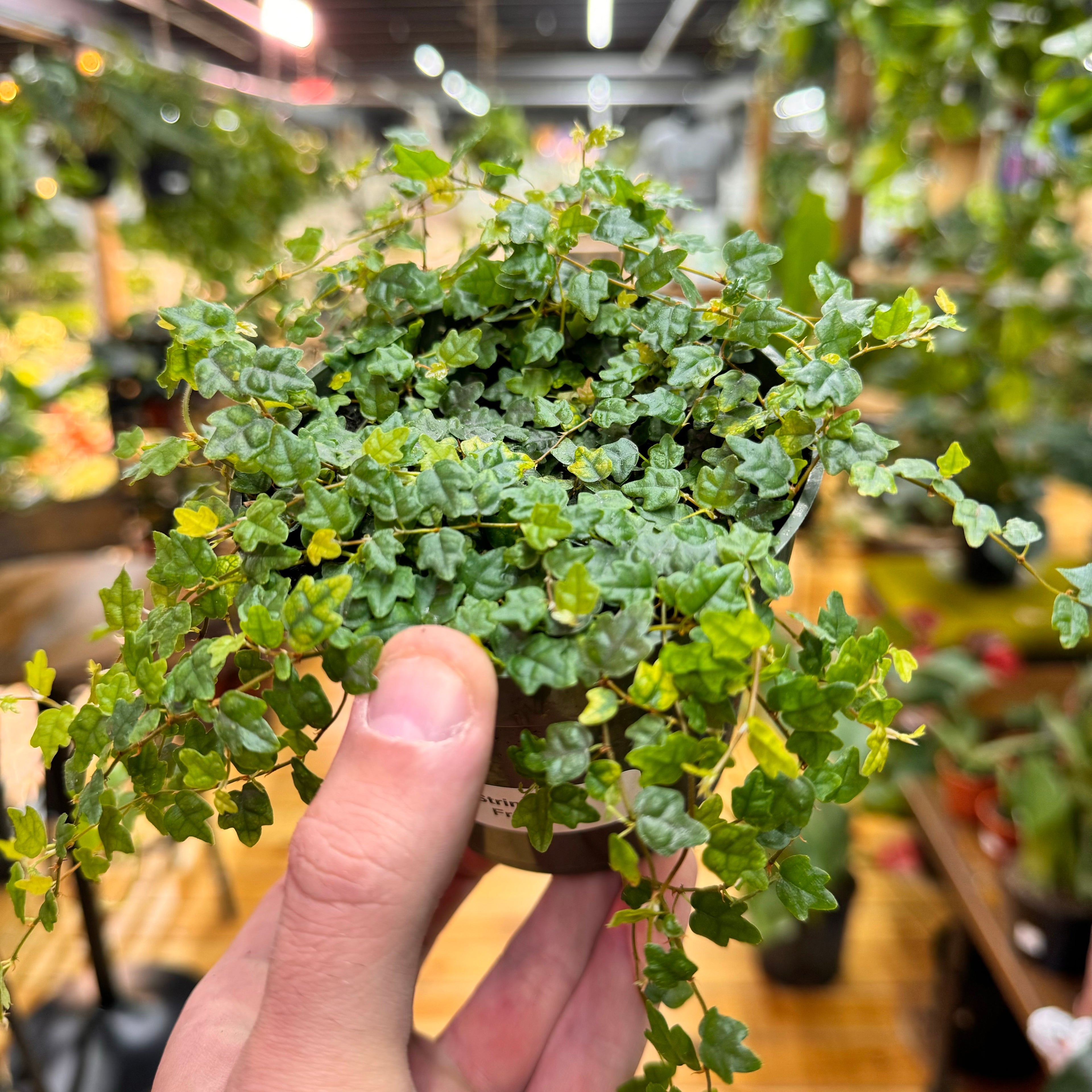 String of Frogs Live Plant