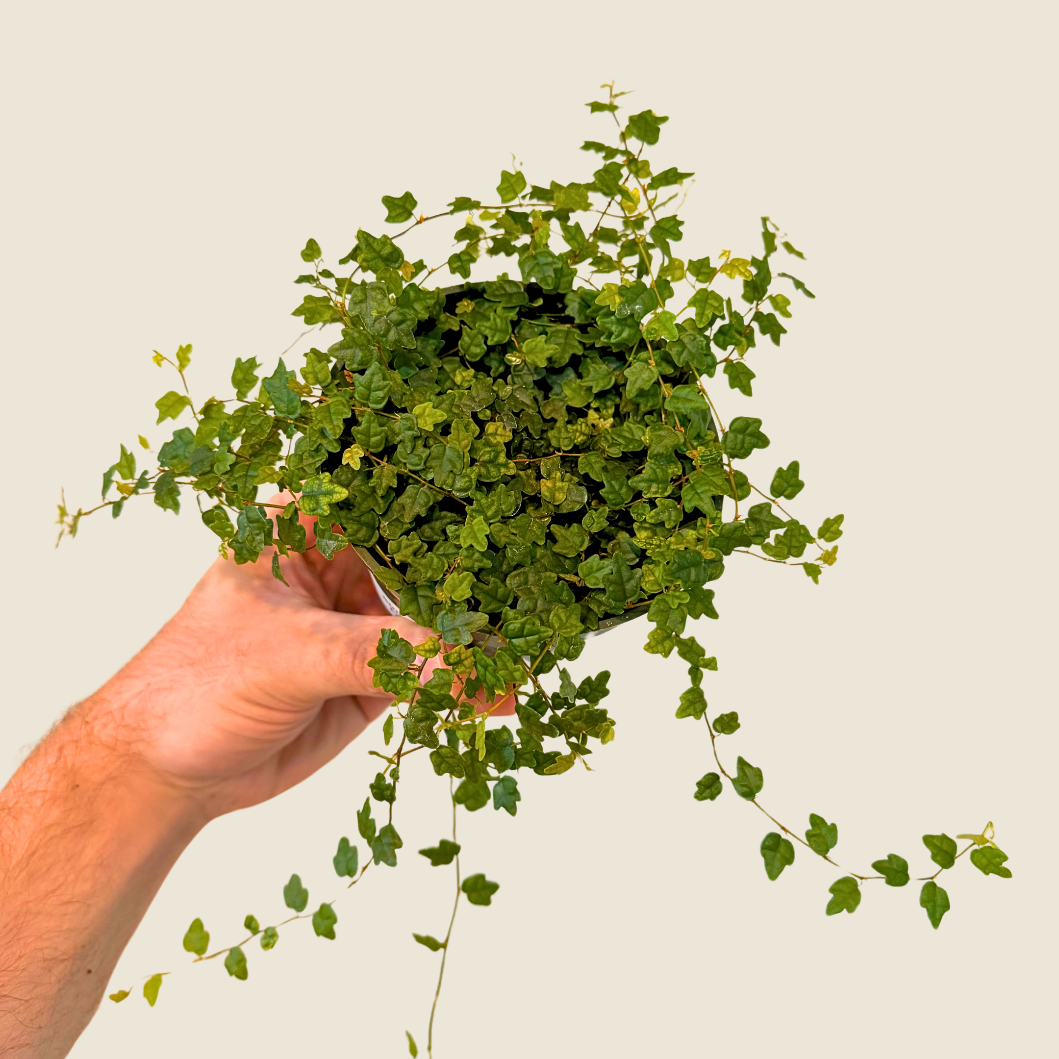 String of Frogs Live Plant