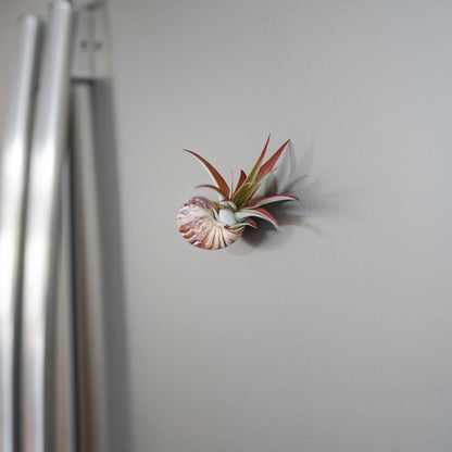 Magnetic Seashell with Air Plant