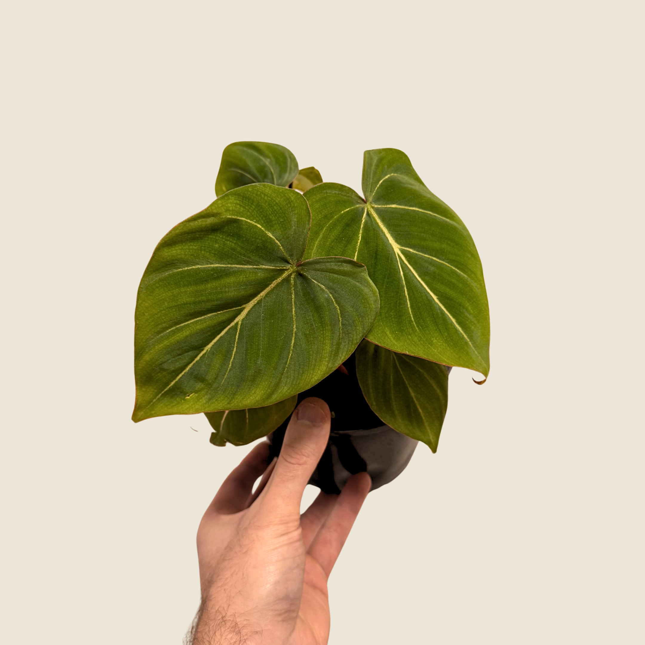 Philodendron Gloriosum