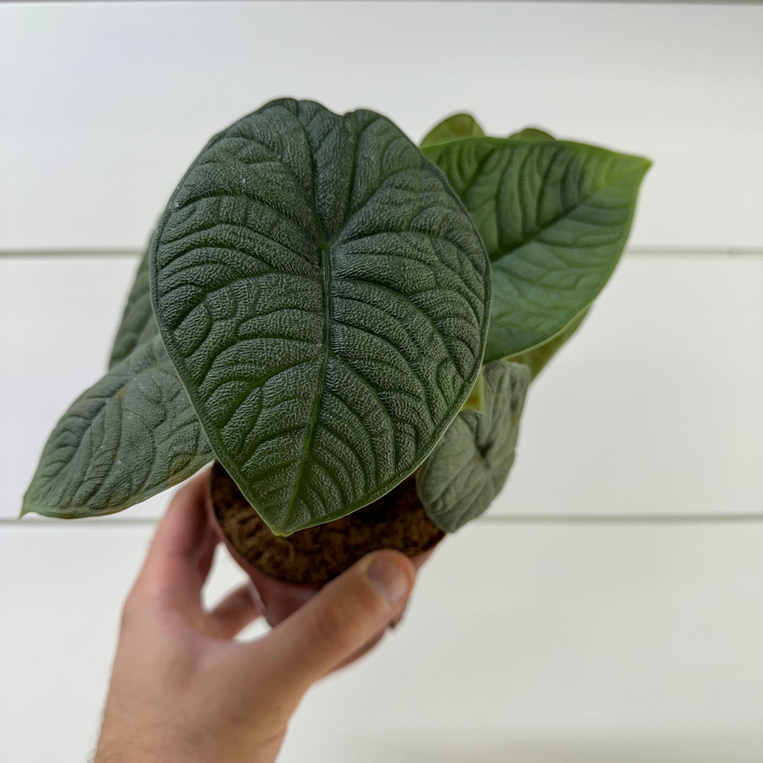 Alocasia Melo