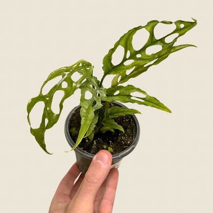Monstera Obliqua &
